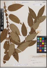 Foto von Salix eriocephala Michx.